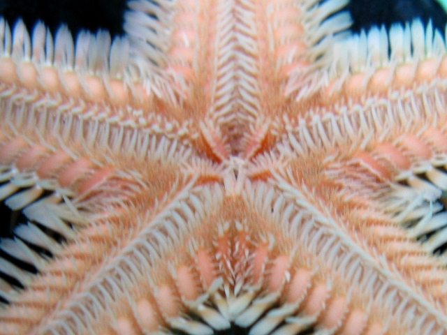 Astropecten bispinosus e Astropecten  platyacanthus